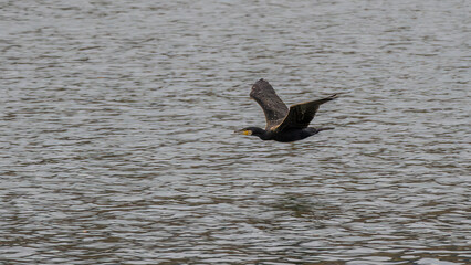 Cormorant in flight over a lake