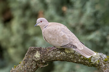 Turtle dove on a branch in a garden