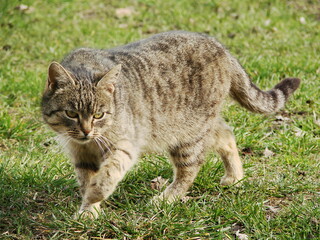 Koty © tomo81