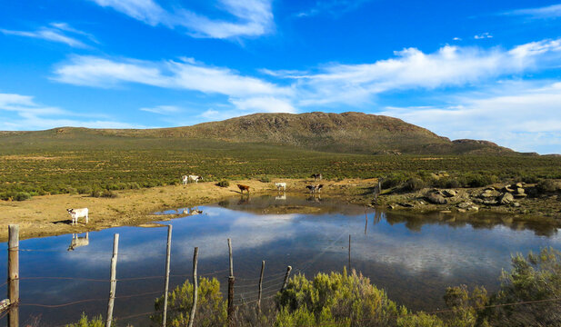 Pastoral scene near Hartebeestpost in the Baviaanskloof, Western Cape.