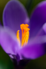 Opened crocus flowers isolated against dark background. Bright magenta-violet colored petals and intense orange colored stamens in macro close-up in a park in Hamburg in March in springtime season.