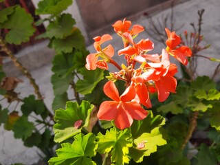 red and yellow flowers