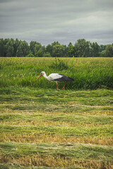 stork on the meadow