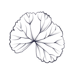 hand-drawn geranium leaf vector illustration - obrazy, fototapety, plakaty