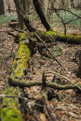 moss on tree
