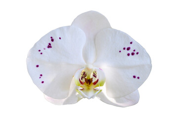 Beautiful hybrid white phalaenopsis orchid flower