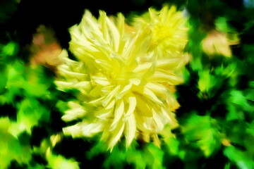 Photo painting, illustrated photo with oil painting effect. yellow dahlia flower,