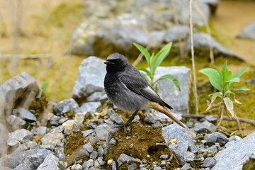 Hausrotschwanz - Männchen // Black redstart - male (Phoenicurus ochruros)