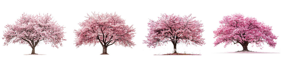 Four trees with Cherry pink blossoms Sakura are shown in a row. The trees are all different sizes...