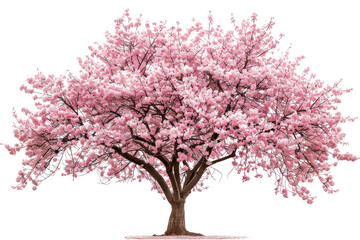 A large pink tree with Cherry Blossoms Sakura, pink blossoms. The tree is the main focus of the image. The image evokes feelings of peace and serenity