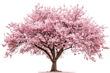 A large pink tree with Cherry Blossoms Sakura, pink blossoms. The tree is the main focus of the image. The image evokes feelings of peace and serenity
