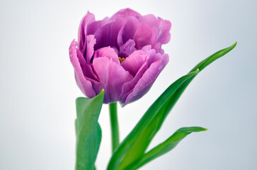 Purple Pink Tulip on White Background