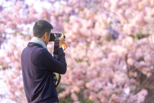 Asian man is taking photo while walking in the park at cherry blossom tree during spring sakura festival with copy space