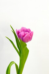 Purple Pink Tulip on White Background