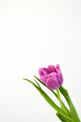 Purple Pink Tulip on White Background
