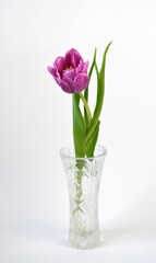 Purple Pink Tulip on White Background