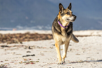 senior dog walking on the beach