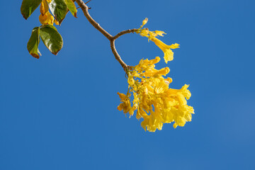 Roseodendron donnell-smithii. Roseodendron is a genus of flowering plants in the family Bignoniaceae.  are cultivated as ornamentals for their numerous, large, yellow flowers. Waikiki HONOLULU oahu 

