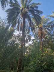 Fototapeta na wymiar palm trees on the oasis