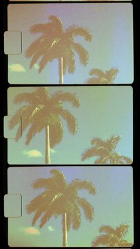 Palm tree in sun on handheld super 8 vintage film frames with sprocket, sun flare, light leak and filmstrip noise in vertical format, story format in 4k