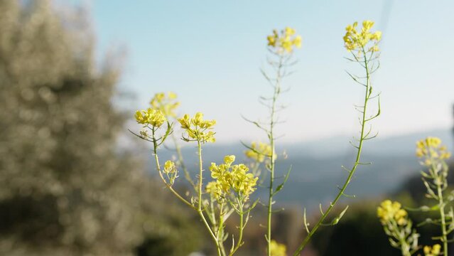 Yellow Flowers Of The Plant Of Broccoli 