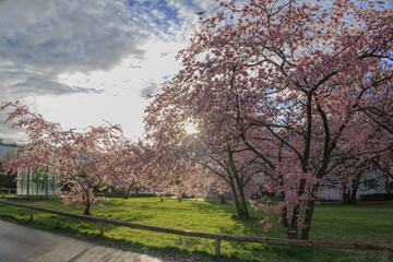 Ornamental cherry trees in bloom at Petuelpark in Munich Milbertshofen on a cloudy day in spring