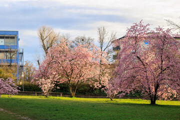 Ornamental cherry trees in bloom at Petuelpark in Munich Milbertshofen on a cloudy day in spring