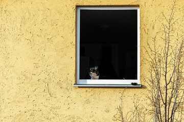 A small dog sits at an open window with an ashtray on the windowsill in Munich Milbertshofen