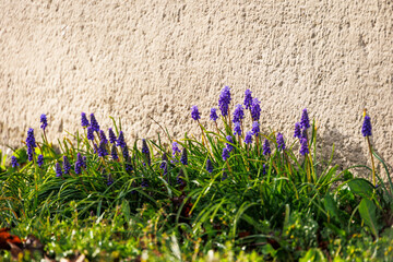 Purple flowering grape hyacinths in front of a yellow plastered house wall in Munich Milbertshofen...