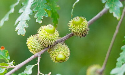 Austrian oak acorns