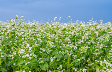 Naklejka premium blooming buckwheat field