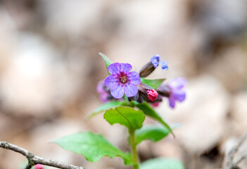 Lungwort first spring flower