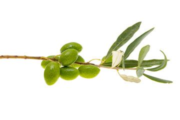 sprig with green olives isolated