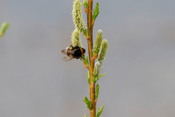 Heidehummel auf einer Blüte