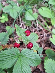 raspberries on the bush