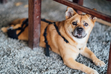 Relaxed dog in harness under table. A serene canine lounges beneath a table, wearing a black...