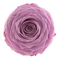 Fototapeta premium Pink Rose On White Background, Illustrations Images