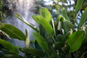 Lush green Strelitzia retinae leaves in sunlight soft focus, natural green background. Decorative...