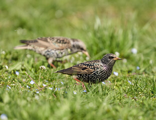 Starling trying to catch flies in the grass