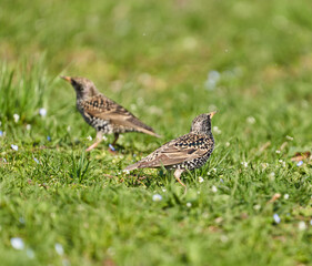 Starling trying to catch flies in the grass