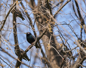 Starling bird perched