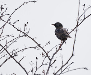 Starling bird perched