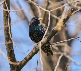 Starling bird perched