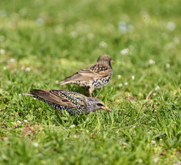 Starling trying to catch flies in the grass