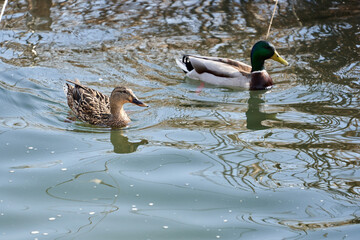 Male and female teal ducks