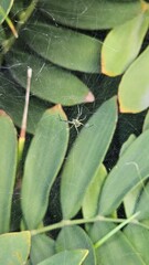Fototapeta premium spider on a web