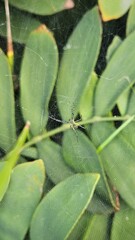 Naklejka premium spider on a web