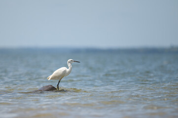 A Little egret standing on the shore of Lake Victoria - 762171232