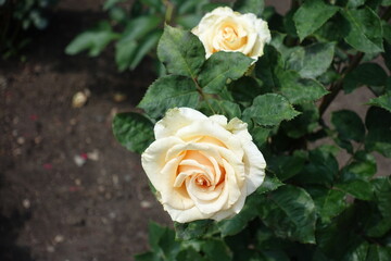 Pair of beige flowers of roses in June