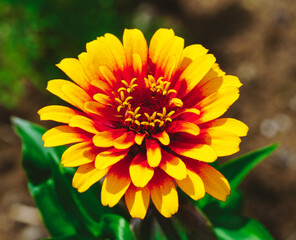 Vibrant yellow and red zinnia in a garden